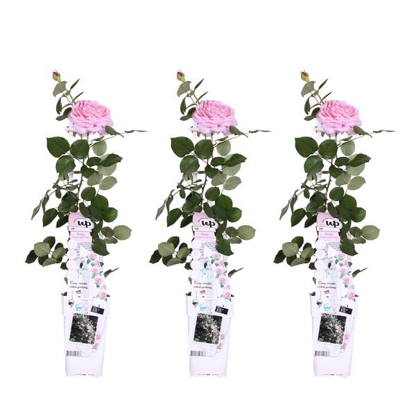 3x Rosa Crazy in Love Pink – ↕ 65 cm – Ø 15 cm