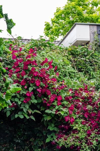 Clematis Hagley Hybrid – ↕ 65 cm – Ø 15 cm