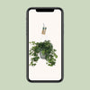 Efeu - Hedera Helix Groen - ↕ 17 cm - Ø 17 cm | Hängetopf Wit / Basic