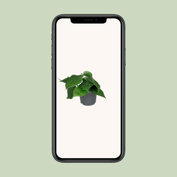 Philodendron Scandens - ↕ 15 cm - Ø 12 cm