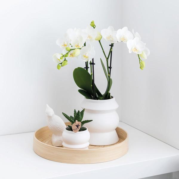 Nachtfalterorchidee – Überraschungsbox einfarbig – 4 verschiedene Phalaenopsis Orchideen