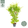 Fächerahorn – Acer palmatum 'Going Green'® – ↕ 130 cm – Ø 34 cm