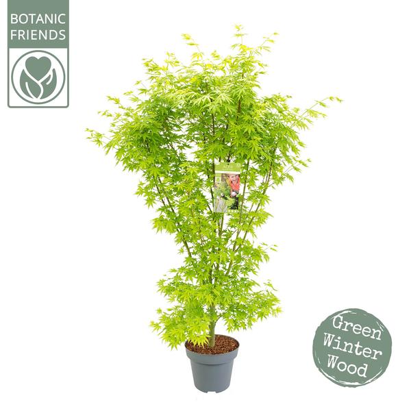 Fächerahorn – Acer palmatum 'Going Green'® – ↕ 130 cm – Ø 34 cm