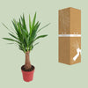 Palmlilie - Yucca Maya Tree - ↕ 80 cm - Ø 19 cm