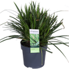 3x Segge – Carex morrowii 'Ice Dance' – ↕ 30 cm – Ø 14 cm
