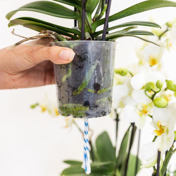 Pflanzenset lila – 3x Nachtfalterorchidee Morelia 9 cm & 3x Rhipsalis – inkl. Schilfkorb mit Wassertank – Dschungelstrauß Lila