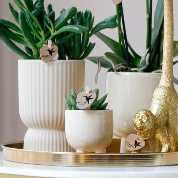 Nachtfalterorchidee - Phalaenopsis - ↕ ca. 40 cm - Ø 9 cm | 3er-Set Luxury Living inkl. Keramik-Ziertöpfen