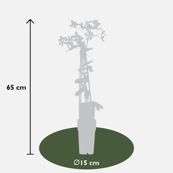 Immergrüne Clematis – Clematis armandii Apple Blossom – ↕ 65 cm – Ø 15 cm