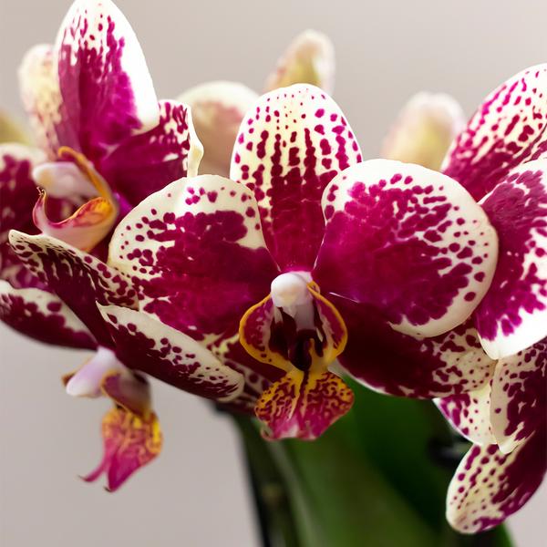 Nachtfalterorchidee & Rhipsalis - ↕ ca. 35 cm - Ø 9 cm | 2er-Set in Gelb-Rot auf Goldtablett