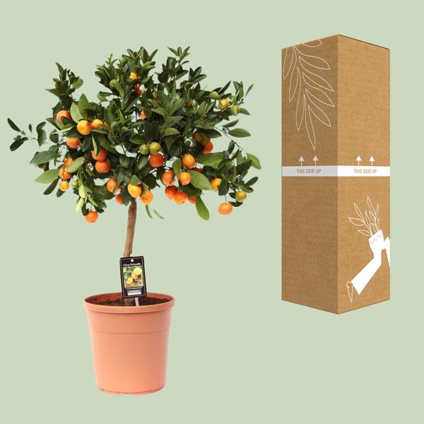 Calamondinorange – Citrus Calamondin – ↕ 80 cm – Ø 22 cm