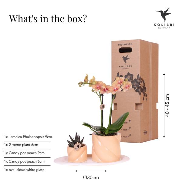 Nachtfalterorchidee - Phalaenopsis - ↕ ca. 35 cm - Ø 9 cm | 2er-Geschenkset Optimismus kleiner Pfirsich auf weißem Bio-Tablett