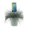 Blau-Schwingel – Festuca glauca 'Intense Blue' – ↕ 50 cm – Ø 23 cm