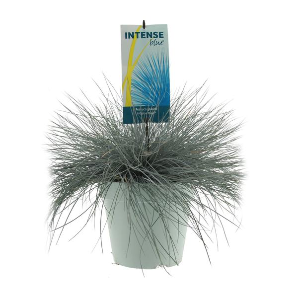 Blau-Schwingel – Festuca glauca 'Intense Blue' – ↕ 50 cm – Ø 23 cm