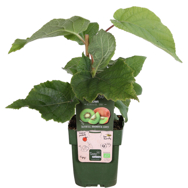 Kiwi – Actinidia deliciosa Jenny – ↕ 45 cm – Ø 13 cm