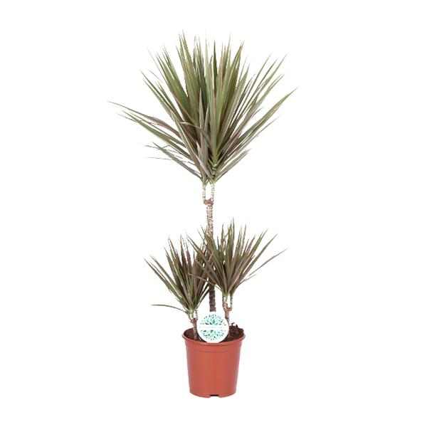 Drachenbaum - Dracaena Bicolor - ↕ 95 cm - Ø 21 cm