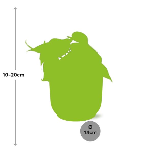 Philodendron Scandens - ↕ ca. 20 cm - Ø 14 cm | ELHO Vibes Fold Übertopf rosa