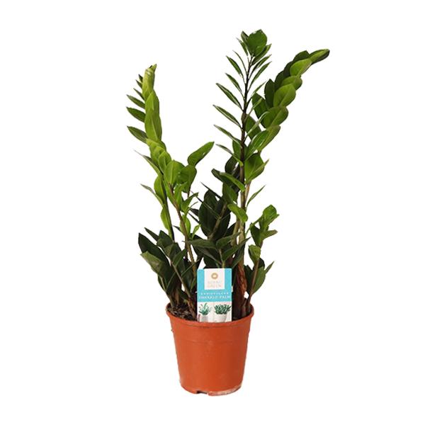 Glücksfeder - Zamioculcas Zamiifolia - ↕ 45 cm - Ø 14 cm