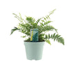 Wurmfarn – Dryopteris affinis 'Fedata' – ↕ 40 cm – Ø 17 cm