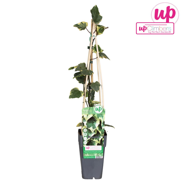Efeu – Hedera colchica Dentata Variegata – ↕ 65 cm – Ø 15 cm