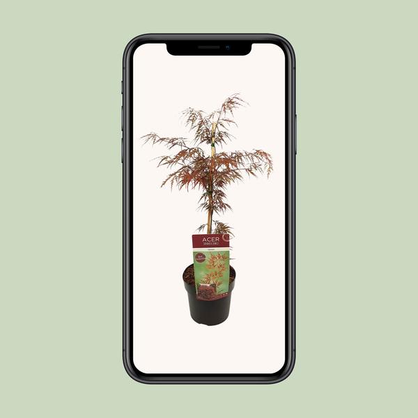 Fächerahorn – Acer palmatum Garnet – ↕ 40 cm – Ø 19 cm