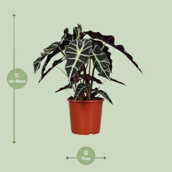 Pfeilblatt – Alocasia Polly – ↕ 45 cm – Ø 17 cm