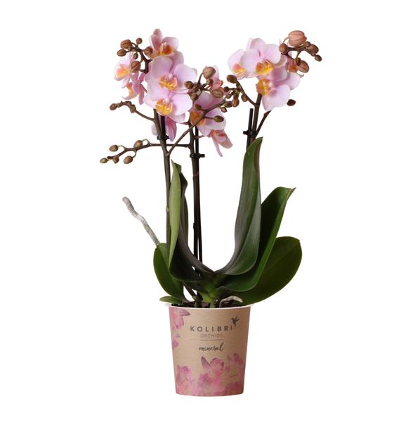 Nachtfalterorchidee rosa – Phalaenopsis Orchidee – Andorra – ↕ ca. 35–45 cm – Ø 9 cm