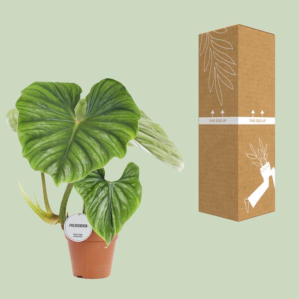 Philodendron Plowmanii - ↕ 50 cm - Ø 15 cm