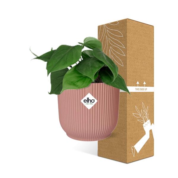 Philodendron Scandens - ↕ ca. 20 cm - Ø 14 cm | ELHO Vibes Fold Übertopf rosa