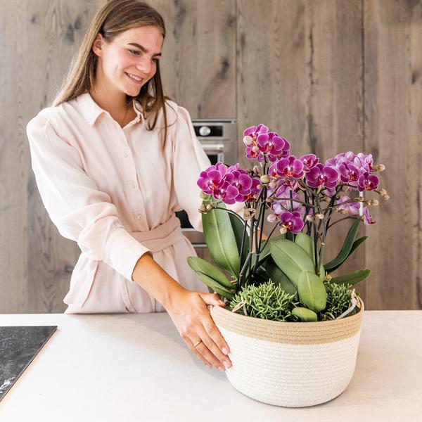 Pflanzenset Lila – 3x Phalaenopsis Morelia lila 9 cm & 3x Grünpflanzen – inkl. Baumwollkorb mit Wassertank – Dschungelstrauß Lila