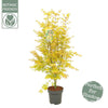 Japanischer Ahorn – Acer palmatum Orange Dream – ↕ 145 cm – Ø 34 cm