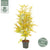 Japanischer Ahorn – Acer palmatum Orange Dream – ↕ 145 cm – Ø 34 cm