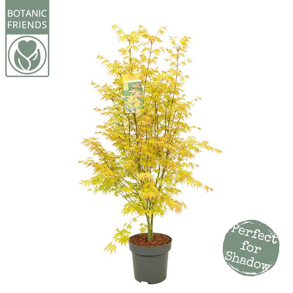 Japanischer Ahorn – Acer palmatum Orange Dream – ↕ 145 cm – Ø 34 cm