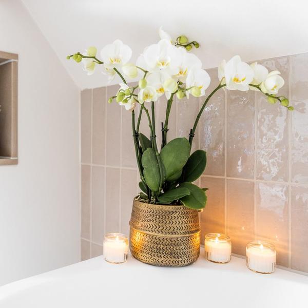 Nachtfalterorchidee - Phalaenopsis - ↕ ca. 40 cm - Ø 9 cm | 3er-Set Groove inkl. Keramiktöpfen & Deko-Elefant