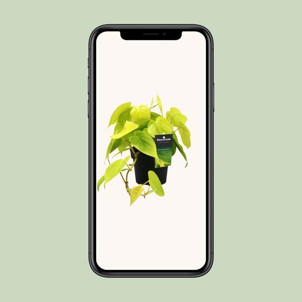 Philodendron Lime - ↕ 25 cm - Ø 12 cm