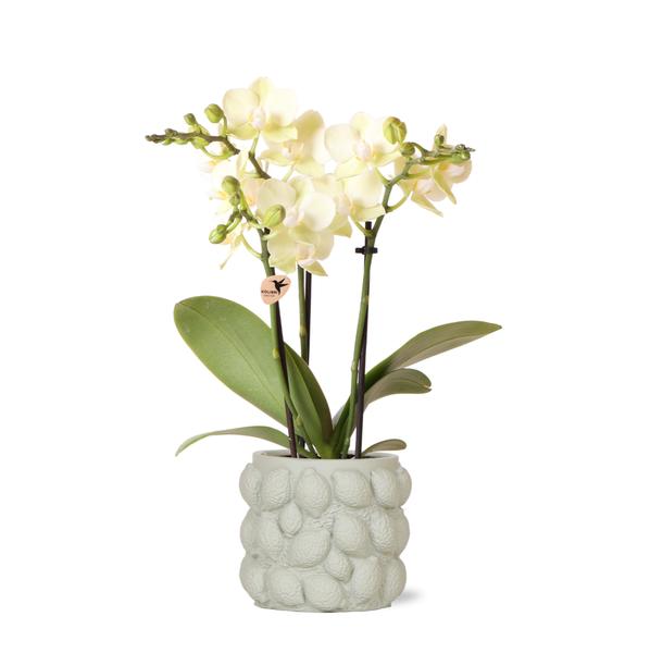 Kolibri Orchids | gelbe Phalaenopsis-Orchidee - Mexiko + Citrus-Ziertopf grün - Topfgröße Ø9cm | blühende Zimmerpflanze im Blumentopf - frisch vom Züchter