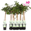Blauregen – Wisteria floribunda Longissima Alba – ↕ 65 cm – Ø 15 cm