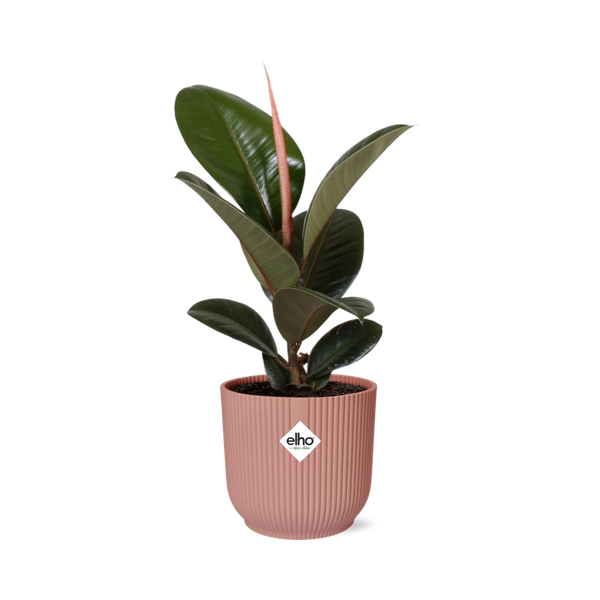 Gummibaum - Ficus Elastica Robusta - ↕ 59 cm - Ø 14 cm | ELHO Vibes Fold Übertopf rosa