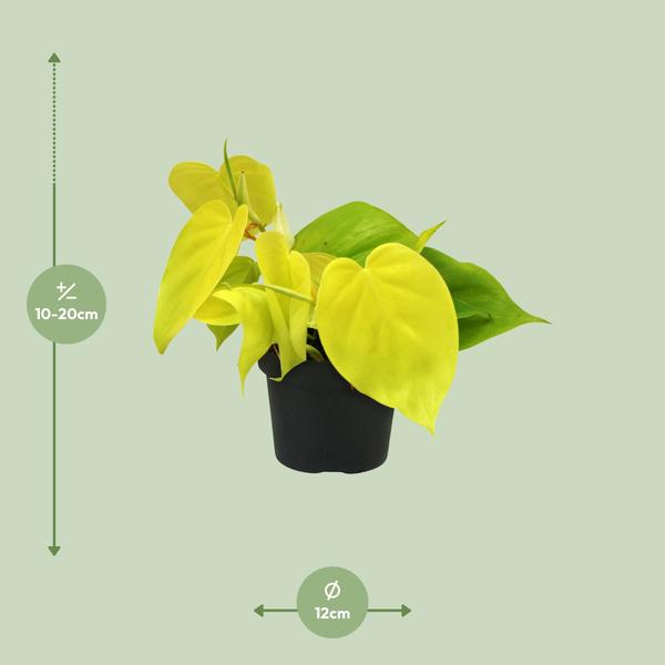 Philodendron Lime - ↕ 20 cm - Ø 12 cm
