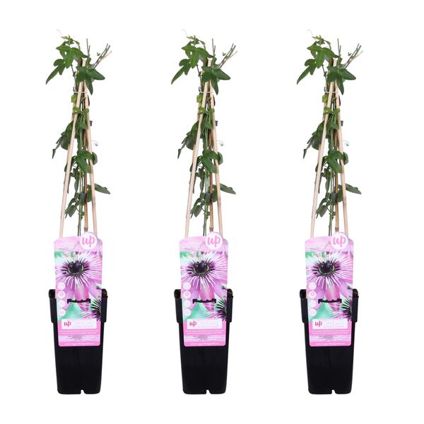 3x Passionsblume – Passiflora 'Purple Haze' – ↕ 65 cm – Ø 15 cm