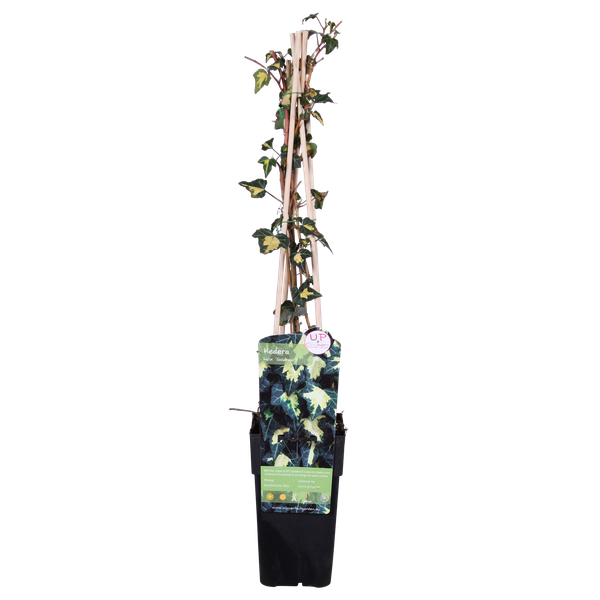 Efeu – Hedera helix Goldheart – ↕ 65 cm – Ø 15 cm