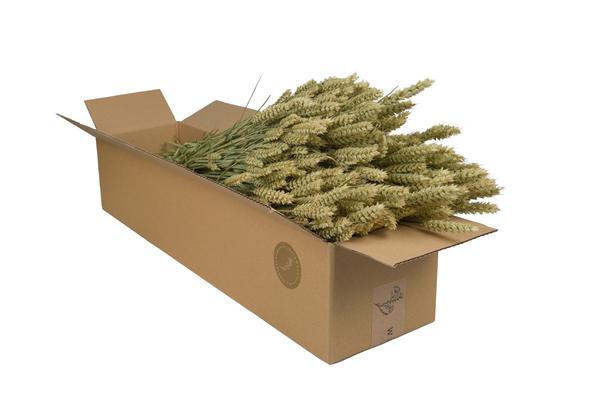 Getrocknete Blumen - Tarwe (Triticum) - Natural - 4 Gebüsch - ↕60cm