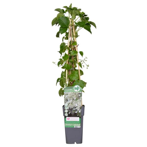 Kletterhortensie – Hydrangea petiolaris – ↕ 65 cm – Ø 15 cm