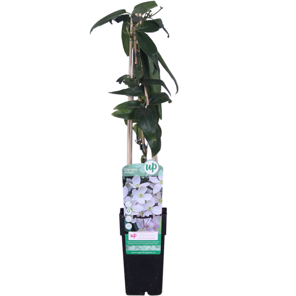 Immergrüne Clematis – Clematis armandii Weiß – ↕ 65 cm – Ø 15 cm