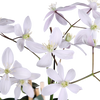 Immergrüne Clematis – Clematis armandii Apple Blossom – ↕ 65 cm – Ø 15 cm