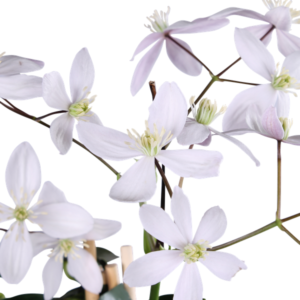 Immergrüne Clematis – Clematis armandii Apple Blossom – ↕ 65 cm – Ø 15 cm