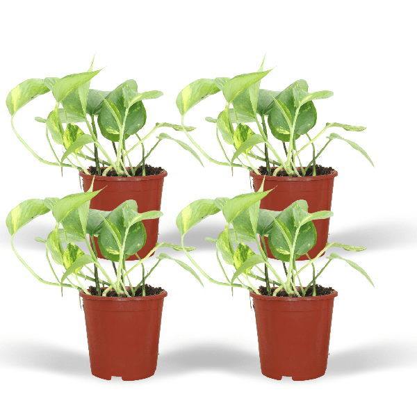 4x Epipremnum - Epipremnum Aureum (Scindapsus) - ↕ 20cm - Ø 12cm