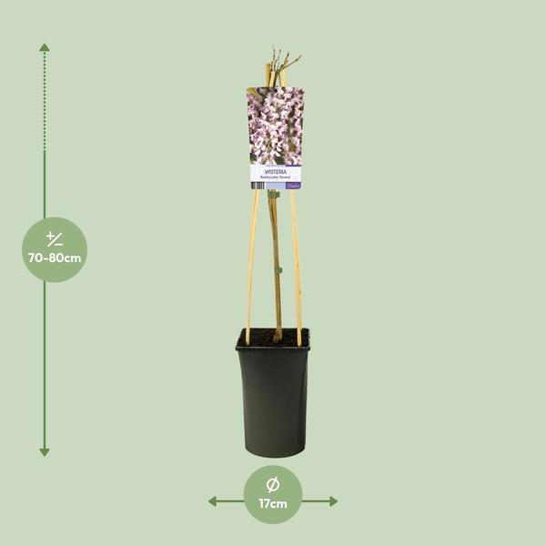Glyzinie – Wisteria floribunda 'Rosea' +light Label – ↕ 65 cm – Ø 15 cm