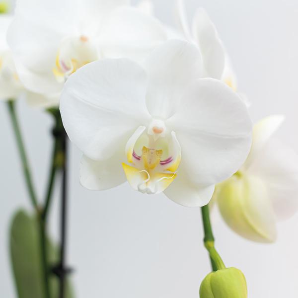 2x Nachtfalterorchidee weiß – Phalaenopsis Orchidee – Amabilis – ↕ ca. 35–45 cm – Ø 9 cm – COMBI DEAL