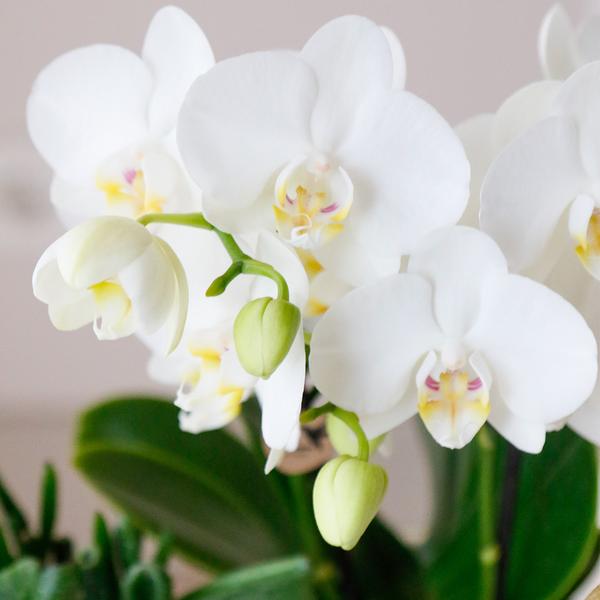 Nachtfalterorchidee - Phalaenopsis - ↕ ca. 40 cm - Ø 9 cm | 3er-Set Luxury Living inkl. Keramik-Ziertöpfen