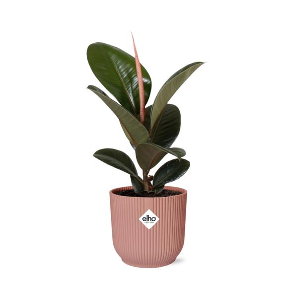 Gummibaum - Ficus Elastica Robusta - ↕ 59 cm - Ø 14 cm | ELHO Vibes Fold Übertopf rosa